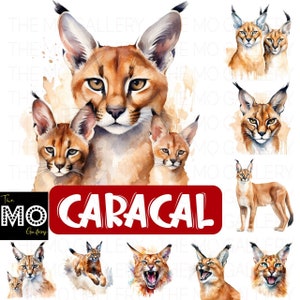 CHAD FLOPPA CAT \ CARACALS \  Sticker for Sale by Mad-Boy