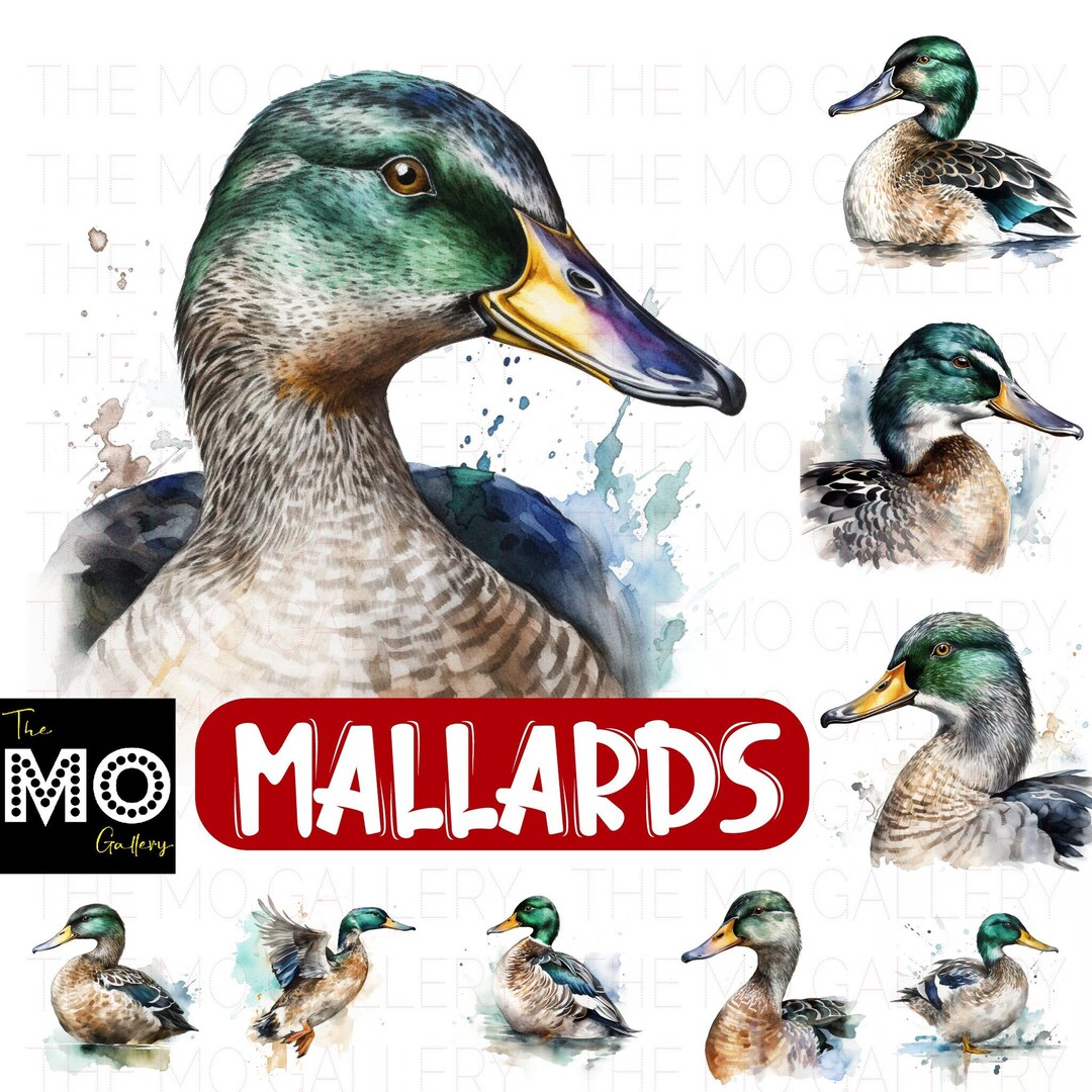 20 Mallard Duck Portraits Instant Download PNG JPG Files Card Making ...