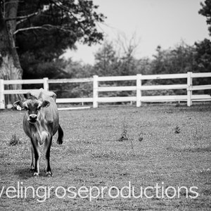 Cow at Pasture