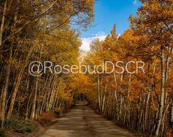 Boreas Pass, jesienne liście w Kolorado
