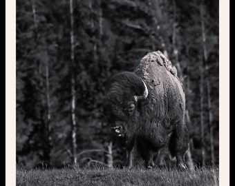 Bizon w Parku Narodowym Yellowstone