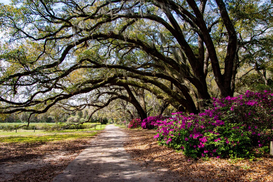 South Carolina Tea Garden With Azaleas - Etsy