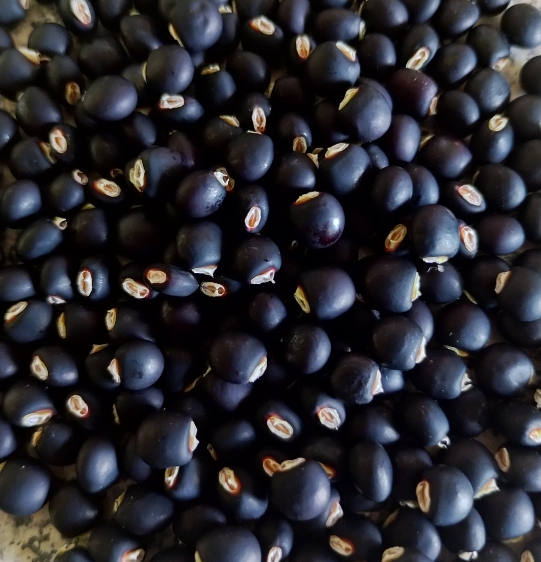 Black Pigeon Peas gandules Etsy