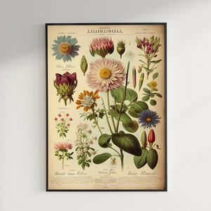 Vintage bloemenprint 1906 - Adolphe Millot Poster Home Decor Botanic Print