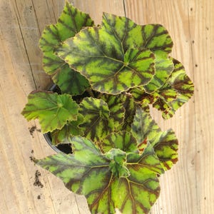 4&quot; Begonia Rex