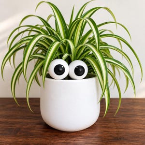 May include: A spider plant with long, arching green and white variegated leaves growing out of a smooth, cylindrical white ceramic planter. Two large, round white googly eyes with black pupils are attached to the front of the planter.