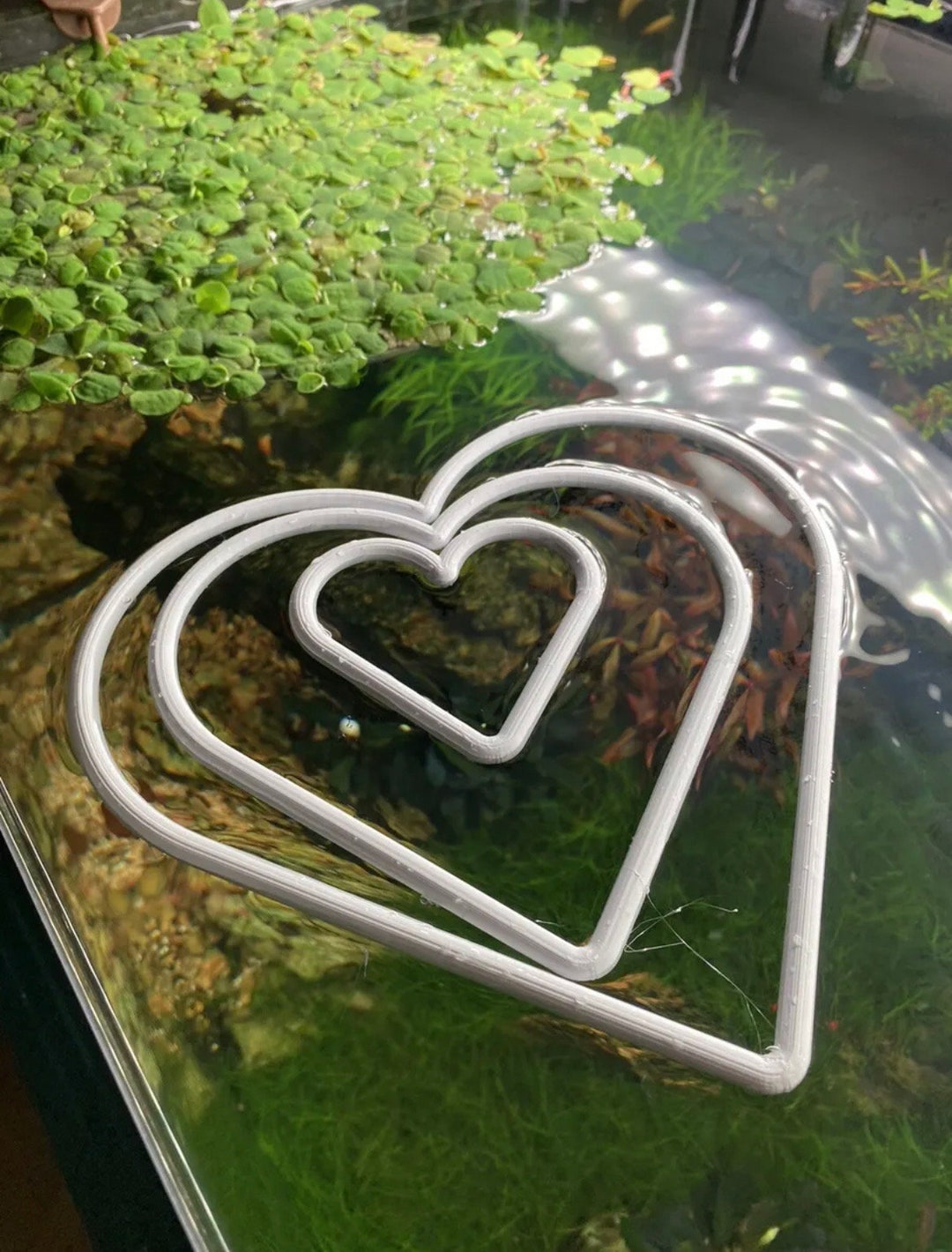 Aquarium Heart Shaped Floating Plant Rings Aquascaping (ANY COLOUR) - Etsy