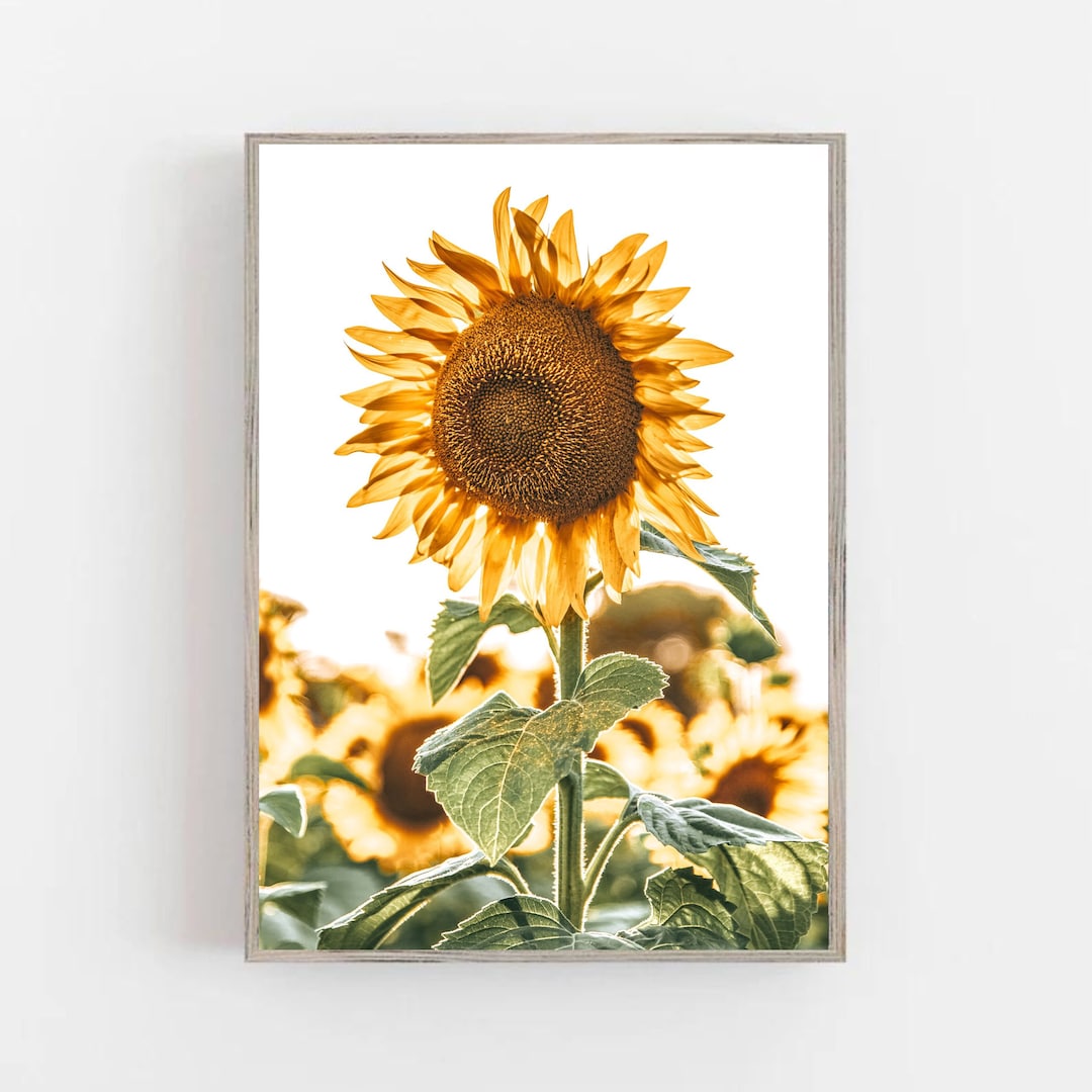 Sunflower Printable Wall Art Sunflowers Field Digital Print Farmhouse ...