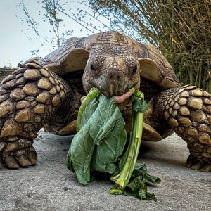 African Spurred Tortoise Photo Print