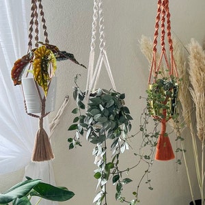 May include: Three macrame plant hangers with different colored cords and tassels. The hangers are holding potted plants. The hangers are made of natural fibers and have a rustic look.