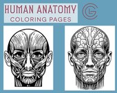 Human Anatomy Coloring Pages-Facial Muscles and Vessels