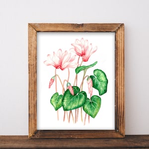 Original watercolor Painting Cyclamen, Unique watercolor art, Cyclamen home decor, Cyclamen painting, pink spring sowbread or swinebread