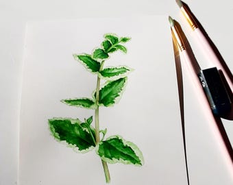 May include: Watercolor painting of a green plant with white edges on the leaves. The plant is painted on white paper.