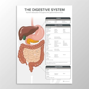 Digitale download: het spijsverteringsstelsel: opname van voedingsstoffen, spijsvertering, maag-darmkanaal, voeding, anatomie, educatieve afdrukbare JPEG