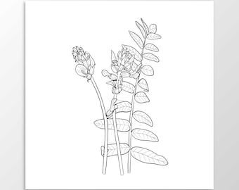 Astragalus illustration, botanical line art, hand drawn, medicinal herbs print, PNG, instant digital download