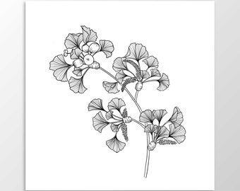 Ginkgo illustration, botanical line art, hand drawn, medicinal herbs print, PNG, instant digital download