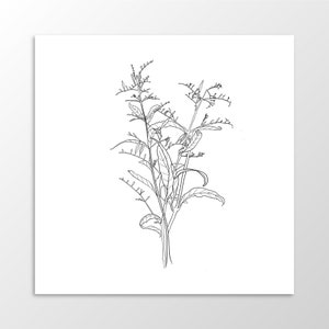 Puede incluir: Un dibujo en blanco y negro de una planta con hojas y tallos delicados.