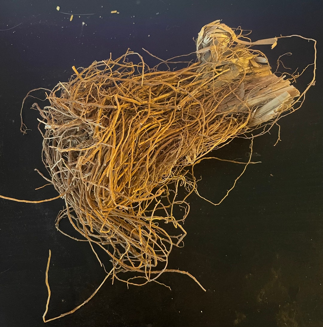Whole Vetiver Root/whole Khus Khus Root by the Bundle Etsy