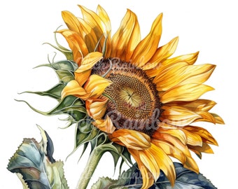 Clipart tournesol, 12 PNG tournesol, art mural tournesol, peinture tournesol, Illustration tournesol, graphique tournesol, téléchargement numérique