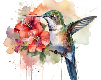 Hummingbird Watercolor Clipart: 12 PNG Illustrations (Digital Download)