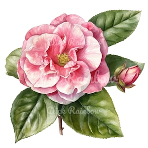 Camellia Clipart, 12 Camellia PNG, Camellia Illustration, Camellia Watercolor, Camellia Art Print, Camellia Sublimation, Digital Download