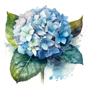Hydrangea Clipart, 12 Hydrangea PNG, Hydrangea Art Print, Hydrangea Illustration, Hydrangea Painting, Hydrangea Wall Art, Digital Download