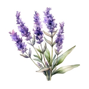 Lavendel Clipart: 12 PNG Blumen Illustrationen (Digitaler Download)