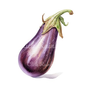 brinjal pencil drawing