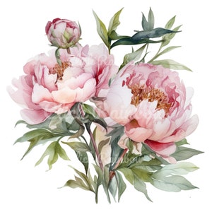 Imágenes prediseñadas de peonía rosa, 12 peonías PNG, ilustración de peonía, pintura de peonía, acuarela de peonía, arte de pared de peonía, arte digital de peonía, descarga instantánea