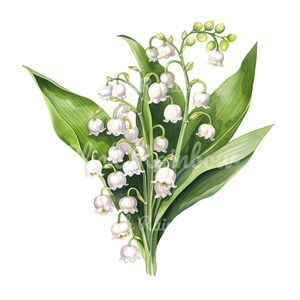 Clipart de muguet, 12 PNG de muguet, Illustration de muguet, peinture de muguet, téléchargement numérique