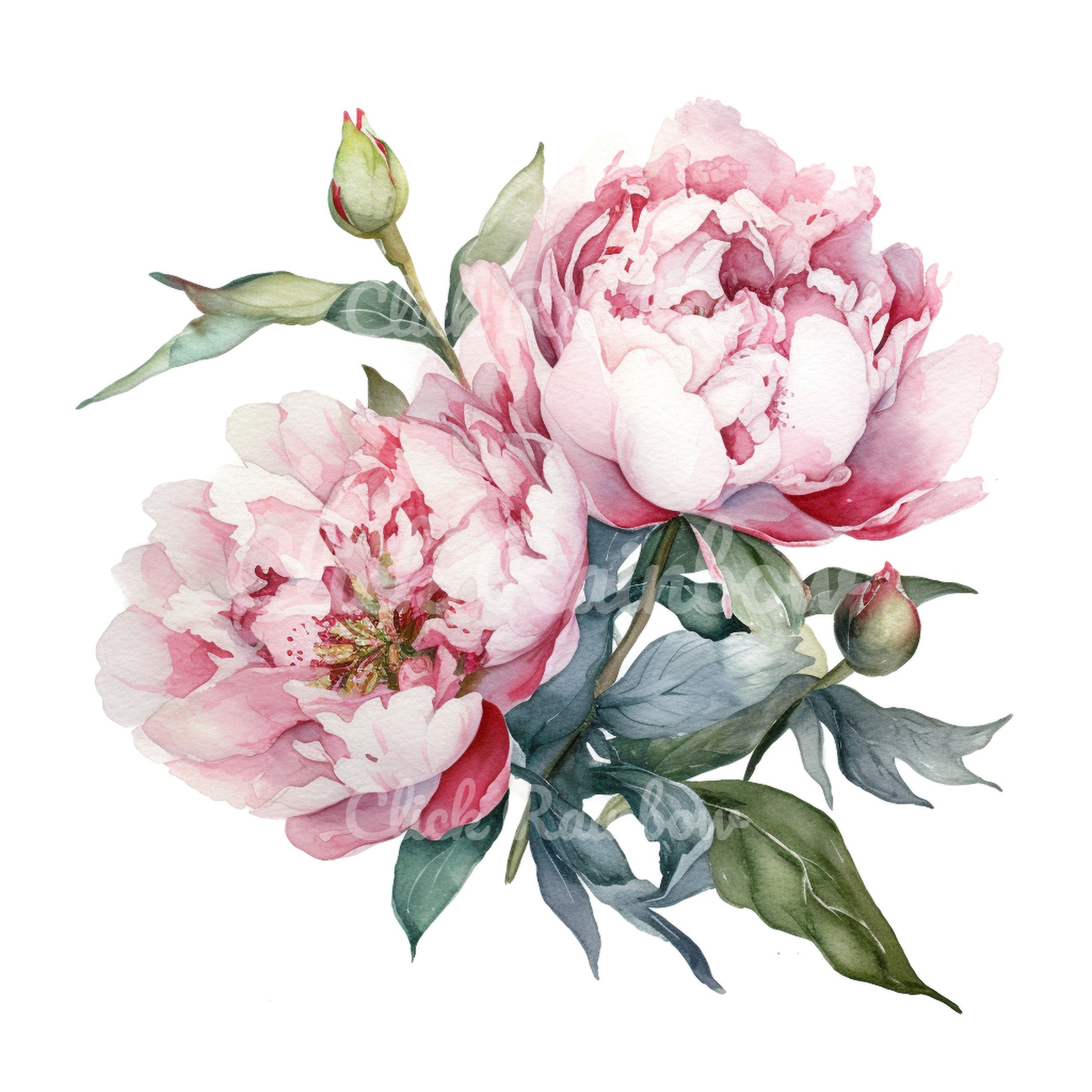 Peony Clipart, 12 Peony PNG, Peony Illustration, Peony Painting, Peony Printable, Peony Canvas ...