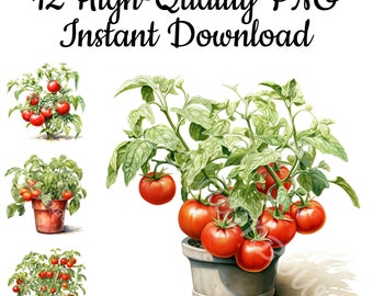 Tomato Plant Clipart: 12 PNG Illustrations (digital Download) - Etsy