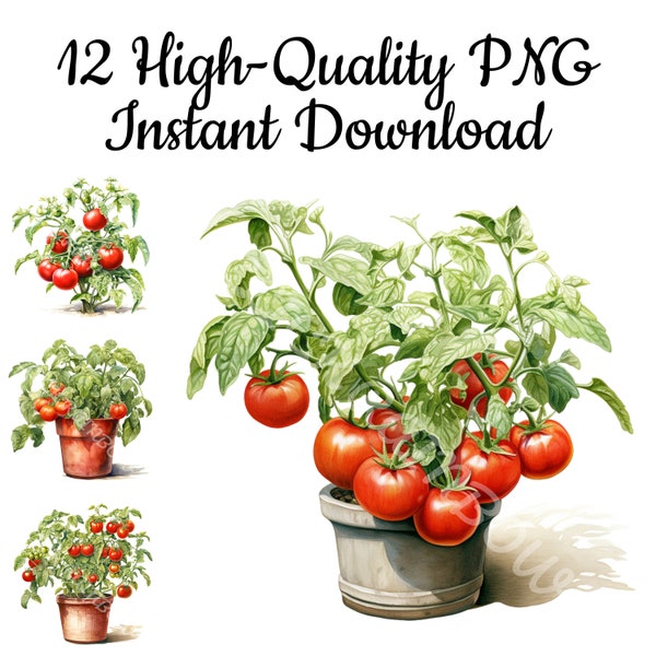 Tomato Plant Clipart, 12 Tomato PNG, Tomato Watercolor, Tomato Printable, Digital Tomato, Tomato Sublimation, Instant Download