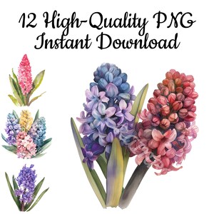 Hyacinth Clipart, 12 Hyacinth PNG, Hyacinth Illustration, Hyacinth Watercolor, Hyacinth Art Print, Hyacinth Digital Art, Instant Download