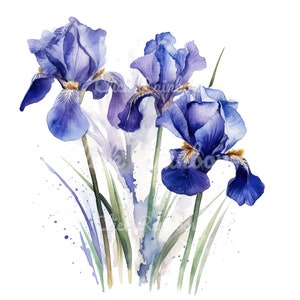 Peut inclure: Une peinture à l'aquarelle de trois iris violets avec des tiges et des feuilles vertes. Les fleurs sont en fleurs et ont un aspect délicat, aquarelle.
