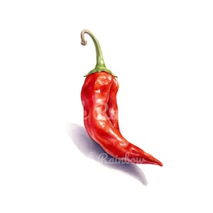 Chili Clipart, 12 Chili PNG, Chili Illustration, Chili Sublimation, Chili Logo, Chili Art Print, Chili Digital Art, Instant Download