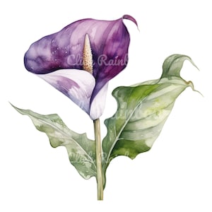 Purple Arum Clipart, 12 Arum PNG, Arum Illustration, Arum Watercolor, Arum Wall Art, Arum Graphics, Arum Digital Art, Digital Download