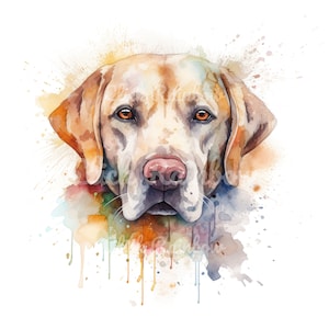 Labrador Retriever Clipart, 12 Labrador PNG, Labrador Art Print, Labrador Painting, Labrador Illustration, Labrador Art, Digital Download