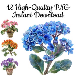 Kalanchoe Clipart, 12 Kalanchoe PNG, Kalanchoe Kunstdruck, Kalanchoe Design, Kalanchoe Digital Art, Kalanchoe Illustration, Instant Download