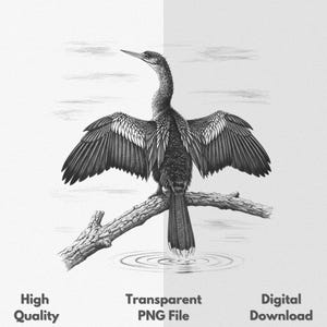 Peut inclure: Illustration en noir et blanc d'un oiseau aux ailes déployées, perché sur une branche. L'oiseau est au centre, ses ailes déployées, révélant des détails complexes des plumes. Le texte "High Quality", "Transparent PNG File" et "Digital Download" est inclus.