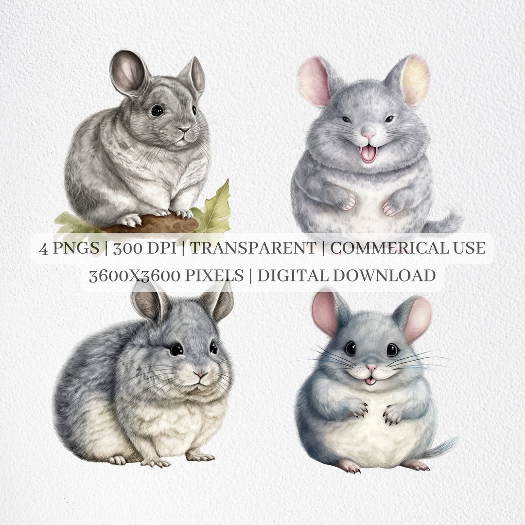 Adorable Chinchilla Clipart, Chinchillas Clip Art, Cute Animal PNG
