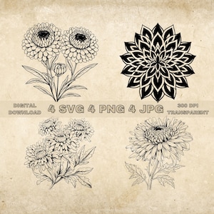Aster Flower Svg, PNG, Floral Clip Art, September Birth Month Flower, Birthday Flower Clipart, Hand Drawn Botanical Art