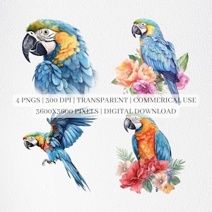 Floral Macaw Clipart, Macaw PNG Files For Sublimation, Tropical Bird Clip Art, Colorful Birds Prints, Printable Wall Art, Commercial Use
