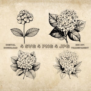 Hydrangea SVG Bundle, PNG, Flowers Clipart, Hand Drawn Hydrangea Vector Graphic Illustration, SVG Files For Laser Engraving