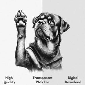 Rottweiler Raising Paw PNG Sublimation File For Shirt & Mug Sketch Drawing Graphic Digital Download