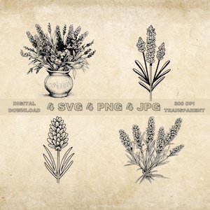 Lavender SVG Bundle, PNG, Flowers Clipart, Hand Drawn Lavenders Vector Graphic Illustration, SVG Files For Laser Engraving