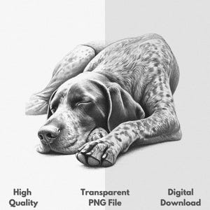 May include: A black and white pencil drawing of a German Shorthaired Pointer dog sleeping. The dog is lying on its side with its head resting on its paws.