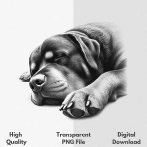 Rottweiler Sleeping PNG Sublimation File For Shirt Mug, Sketch Drawing Printable Digital Download