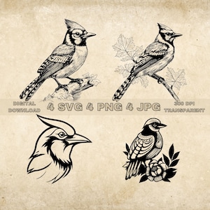 Blue Jay SVG Bundle, PNG, Bird Clipart, Hand Drawn Birds Graphic Illustration, SVG Files For Laser Engraving