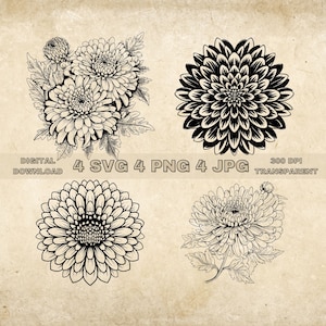 Chrysanthemum SVG Bundle, PNG, Floral Clipart, Hand Drawn Flowers Graphic Illustration, SVG Files For Laser Engraving